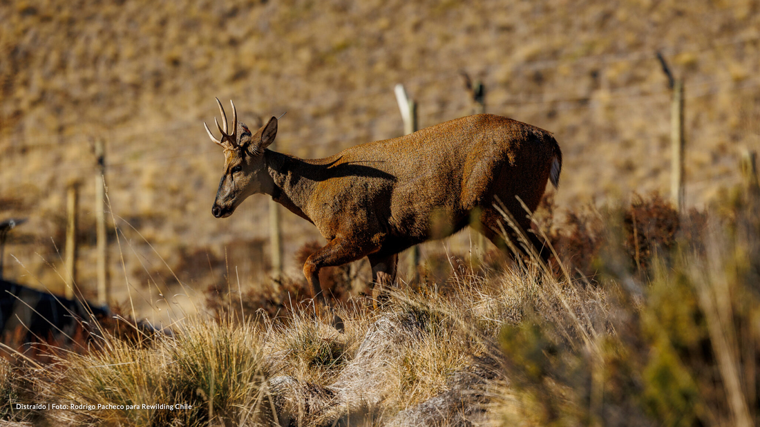 El animal del escudo que pocos han tenido la suerte de ver