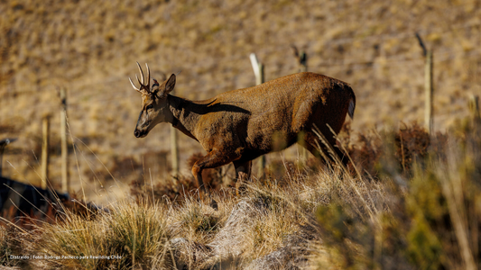 El animal del escudo que pocos han tenido la suerte de ver